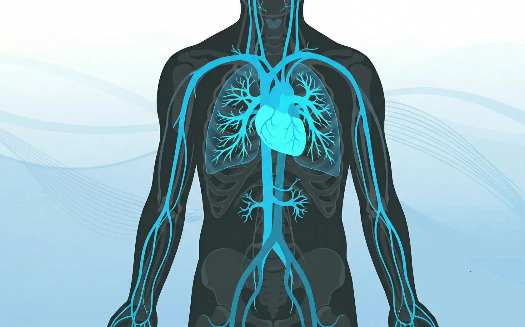 Vascular Anatomy Precision Etching